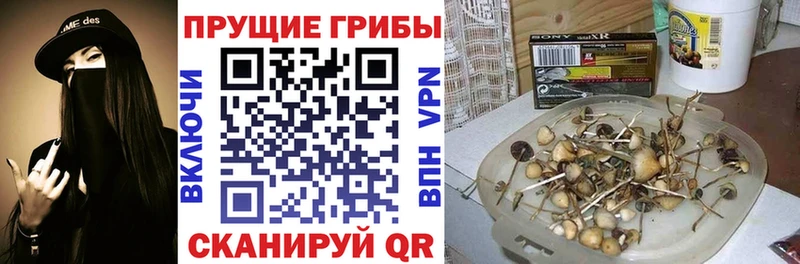 Галлюциногенные грибы ЛСД  Купить где  Тында 